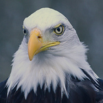 Profile Picture of Liam Boyle (@oldgreybloke) on Flickr