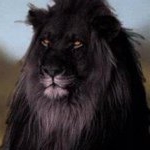 Profile Picture of Bob Wisdom (@beebobby) on Instagram