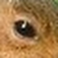 Profile Picture of Andrew Crowden (@andrew-crowden-2) on Quora