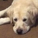 Profile Picture of Jim Hurd (@goldy.9) on Instagram