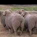 Profile Picture of Mabeleng Mabeleng (@mabeleng.mabeleng.963) on Facebook