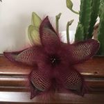 Profile Picture of Daniela Tedeschi (@daniela.tedeschi.39) on Instagram