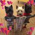 Profile Picture of Eileen Groh Racioppi (@Eileen-Groh-Racioppi) on Facebook