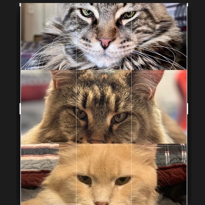 Profile Picture of Joshua Snead (@enzo_mya_themainecoons) on Tiktok