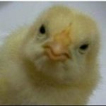 Profile Picture of Klein Timothy (@plainplam) on Instagram