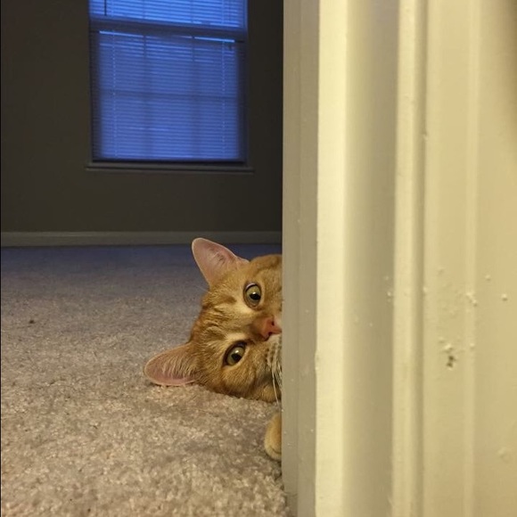 Profile Picture of Si ni Zheng (@sinizheng) on Poshmark