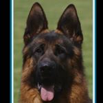 Profile Picture of Crystal Kennel (@crystal_kennel) on Instagram