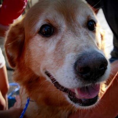 Profile Picture of Christy Michael (@cdmichaelnc) on Twitter