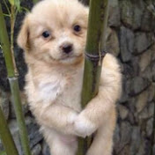 Tony Wan - Youtube Profile Picture of Tony Wan (@tonywan8776) on Youtube