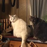 Profile Picture of Kathleen Flanagan (@krazykitter) on Instagram