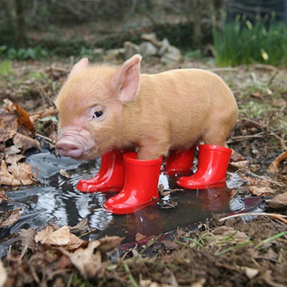 Profile Picture of Danielle Wilcocks (@16187danielle) on Poshmark