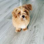 Profile Picture of Bambi Lewis (@bambiithemaltipoo) on Instagram