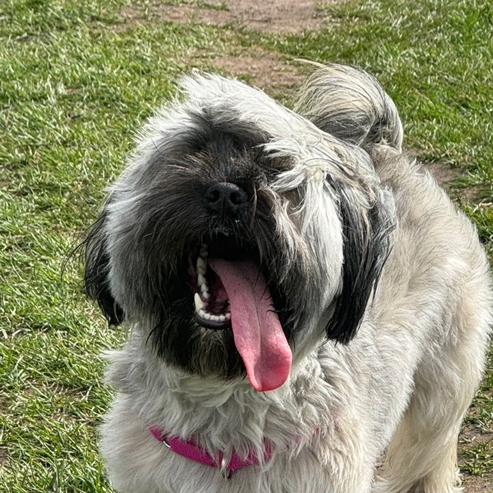 Profile Picture of KimiLAND (@kimi.land) on Tiktok