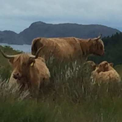 Neil Goldsmith - Twitter Profile Picture of Neil Goldsmith (@Burgess_Shales) on Twitter