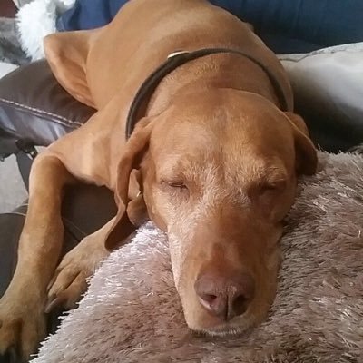 Profile Picture of Tara Vincent (@TaraVincent29) on Twitter