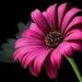 Profile Picture of Kristin Stringer (@mzblkdmnd) on Pinterest