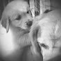 Profile Picture of Phyllis Walsh (@@solasgoldens) on Tiktok