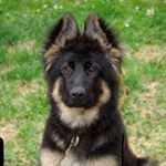 Profile Picture of Buy Me A German Shepperd (@i_love_german_shepard_) on Instagram