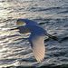 Profile Picture of Sherry Wilbert (@swilbert818) on Pinterest