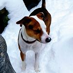 Profile Picture of tobytate (@rufus_tate) on Instagram