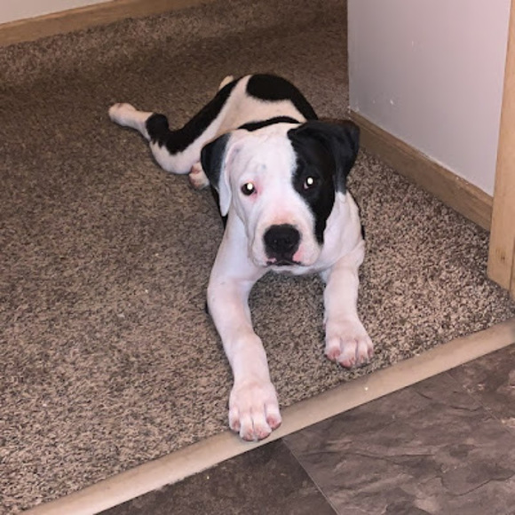 Profile Picture of Dominic Arce (@bebe201003) on Poshmark