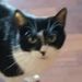 Profile Picture of OGtackel boi (@cassandramayfield0713) on Pinterest