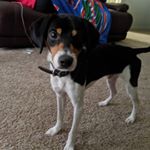 Profile Picture of Dexter Bryant (@dexter_doggy1) on Instagram