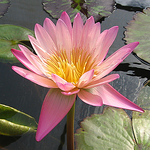 Maxwell Oliver - Flickr Profile Picture of Maxwell Oliver (@maxyong28) on Flickr