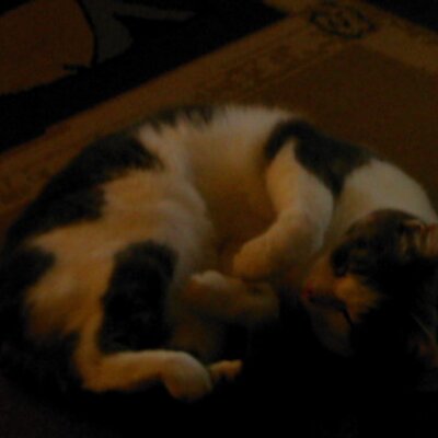 Profile Picture of Tyler Rutt (@tylersdaman) on Twitter