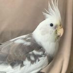 Profile Picture of Aleckhai Stevenson (@shilothecockatiel) on Instagram