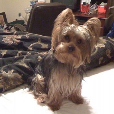 Profile Picture of Russell Herring (@rusty2583) on Twitter