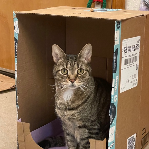 Profile Picture of Nicholas Santilli (@nsantilli123) on Poshmark