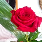 Profile Picture of Tonia Morabito (@tonia.morabito) on Facebook