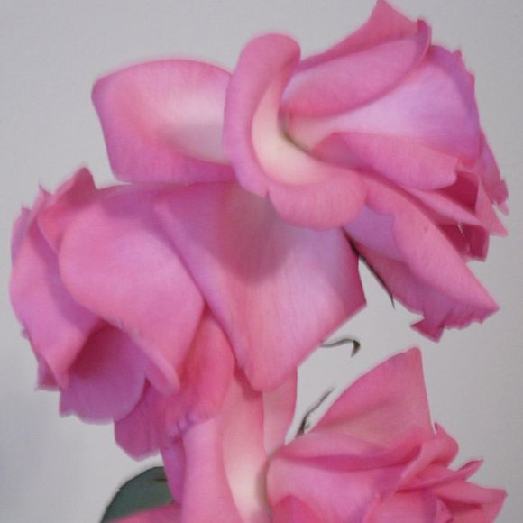 Profile Picture of Joanne Cox (@shoppingwhiz) on Poshmark