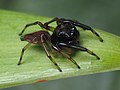 Profile Photo of Amycus (spider)on Wikipedia