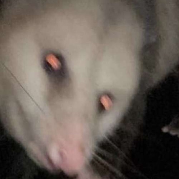 Profile Picture of Daniel Marino (@clx_i) on Poshmark