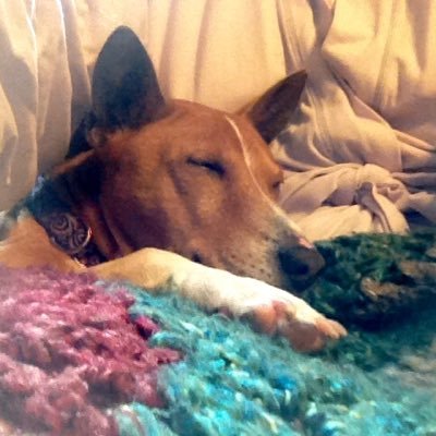 Profile Picture of Alice De Bellis (@AliceDeBellis) on Twitter