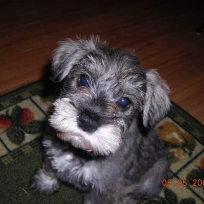 Profile Picture of Chris Teel (@homo_barbarus) on Twitter