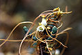 Profile Picture of Cuscuta pacificaon Wikipedia