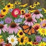 Profile Picture of Rene Giacobbe (@renegia) on Instagram