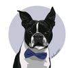 Profile Photo of Ralph (@@ralph_bostonterrier) on Tiktok