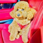 Profile Picture of Gia Simone 🦴 (@dafurrybigga) on Instagram