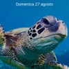 Profile Picture of Domenico Fiorentino (@@pepiuuuc) on Tiktok