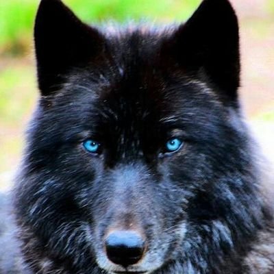 Profile Picture of Alexander Marmon (@legeidon19) on Twitter