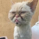 Profile Picture of Lori Haskell (@dobby_the_kuwait_rescue_kitty) on Instagram