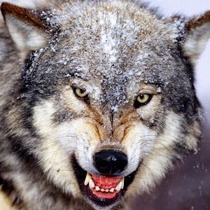 Profile Picture of Tim Rull (@tim.rull) on Tiktok