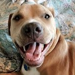 Profile Picture of Piper Leigh Worden (@piper_leigh_the_pittie) on Instagram