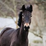Profile Picture of New-Forest-Pony Sally-Brown (@sally_brown_nfp) on Instagram