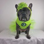 Profile Picture of Jillian Morris (@fleur_frenchie) on Instagram