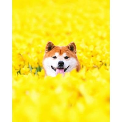 Profile Picture of Michael Shimamoto (@mikeshim_) on Twitter